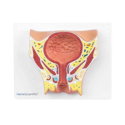 Anatomisches Modell der weiblichen Blase