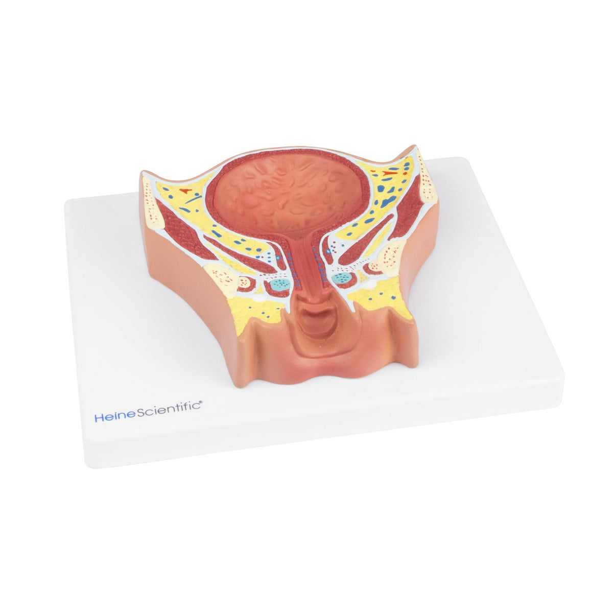 Anatomisches Modell der weiblichen Blase