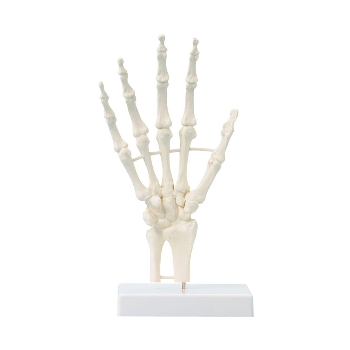 Handskelett mit Strukturen, unbeweglich