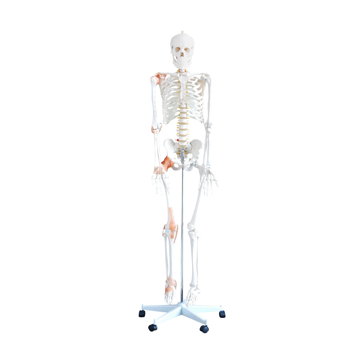 Flexibles Skelettmodell