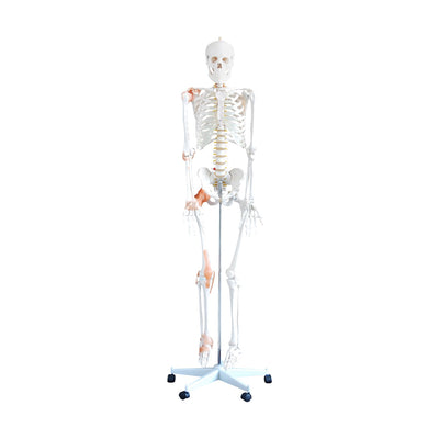 Flexibles Skelettmodell