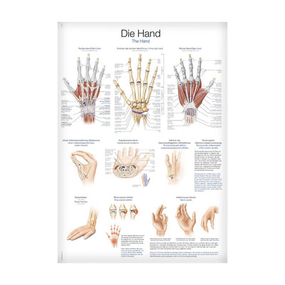 Lehrtafel Die Hand
