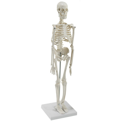 Mini-Skelett