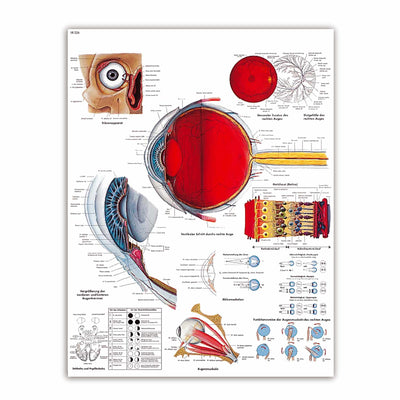 Lehrtafel Das menschliche Auge