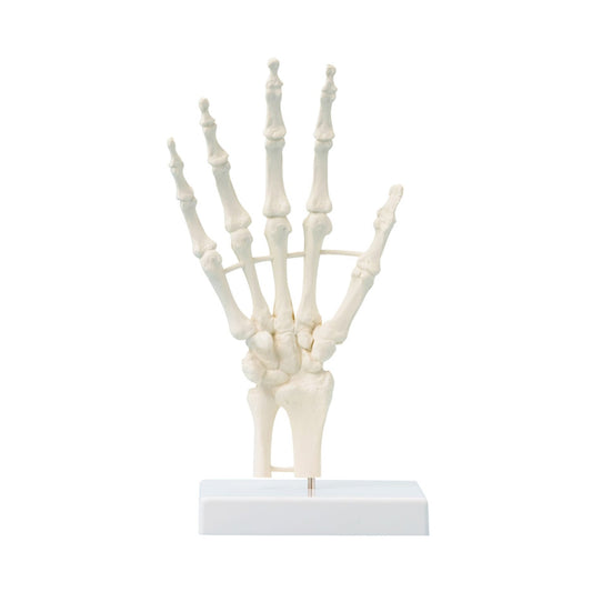 Handskelett mit Strukturen, unbeweglich