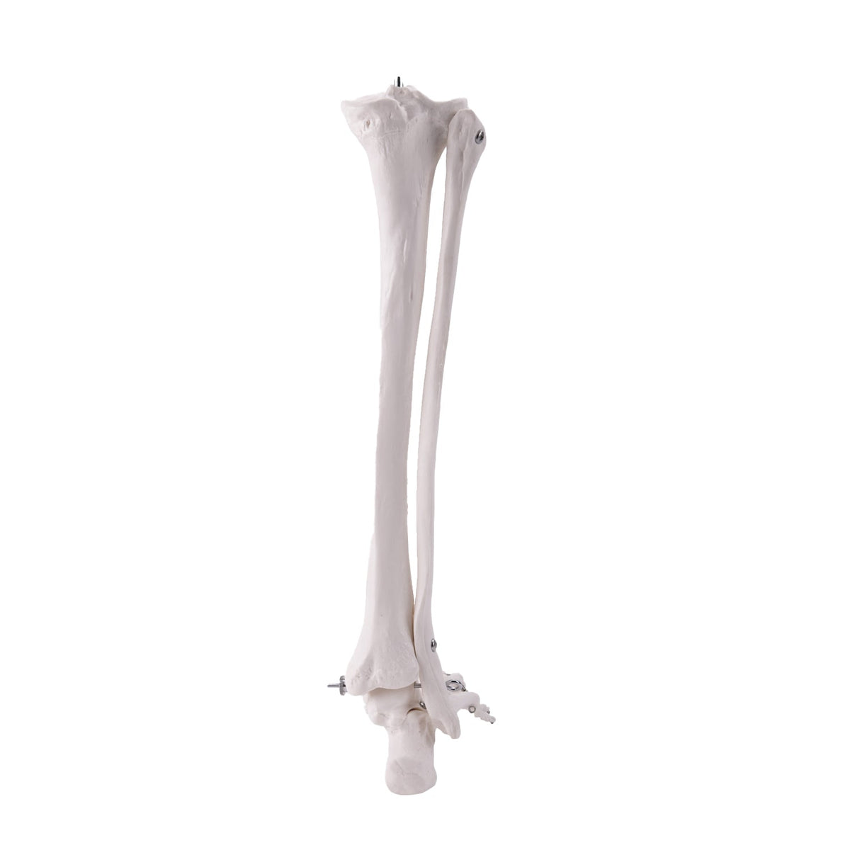 Beinskelett