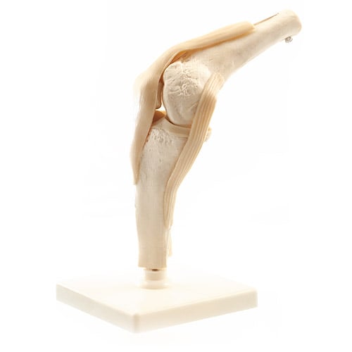 Menschliches Knie-Modell
