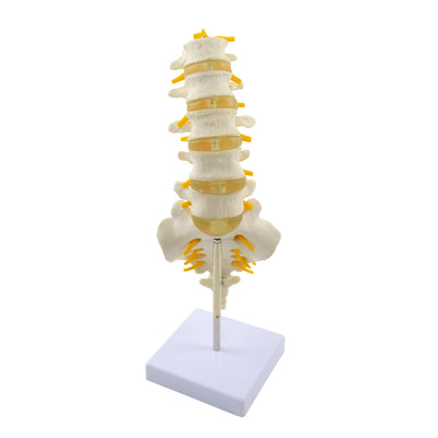 Modell der Lendenwirbelsäule