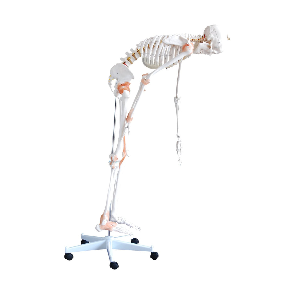 Flexibles Skelettmodell