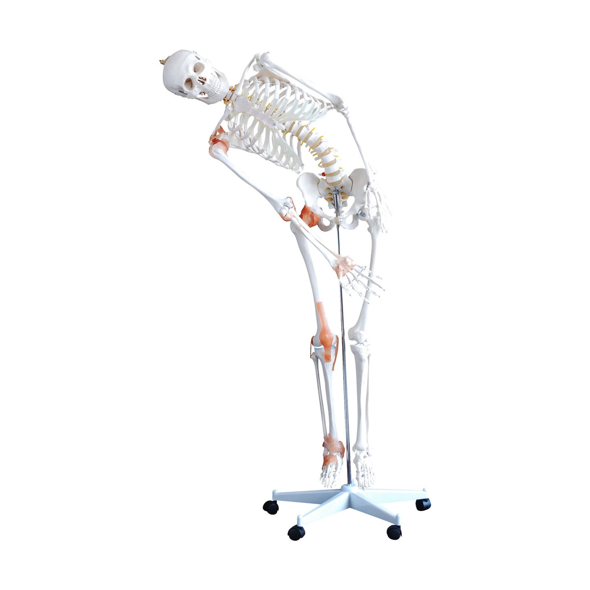 Flexibles Skelettmodell