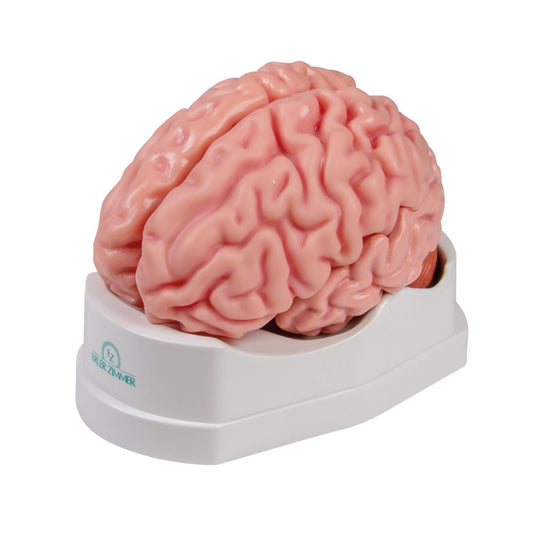 Anatomisches Gehirnmodell mit Augmented Reality