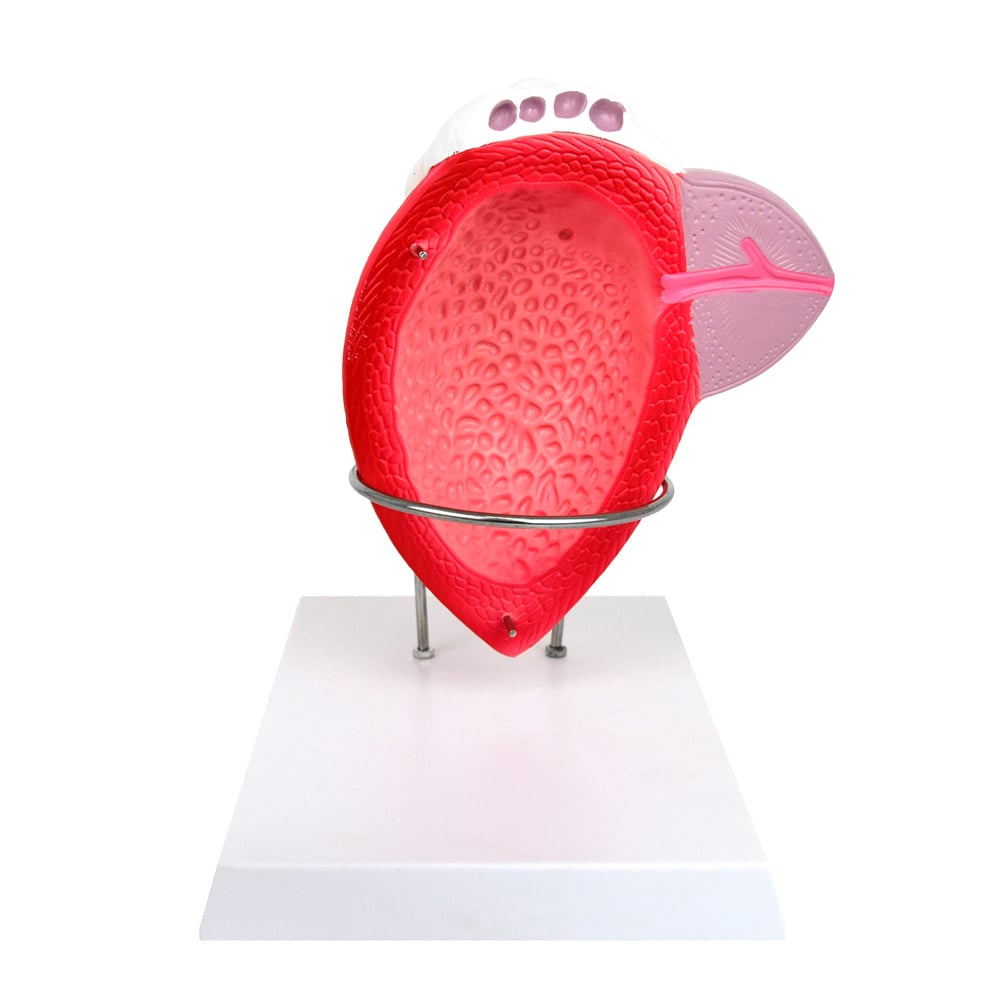 Anatomisches Modell der männlichen Blase