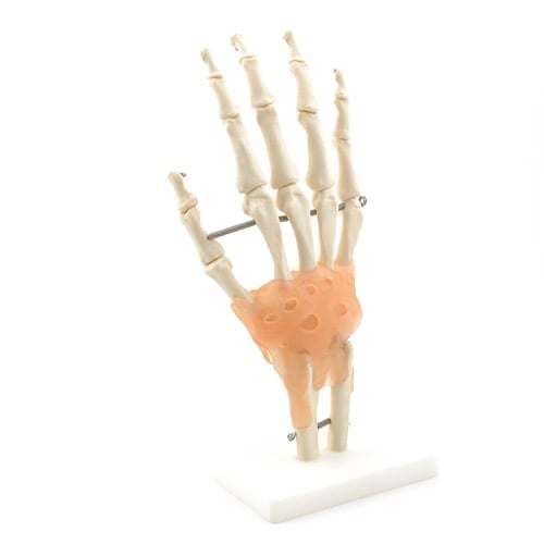 Hand-Skelett mit Bändern