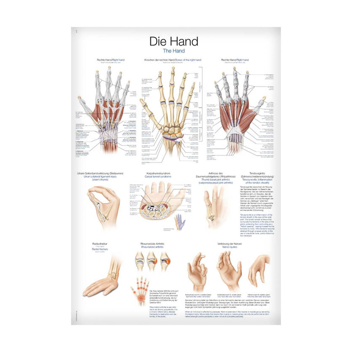 Lehrtafel Die Hand