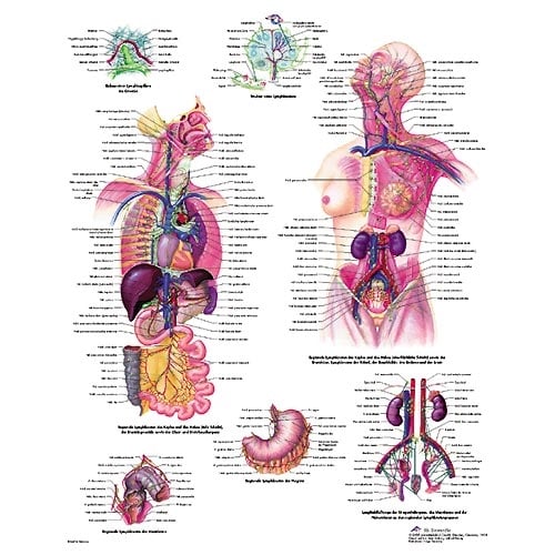 Lehrtafel Das lymphatische System