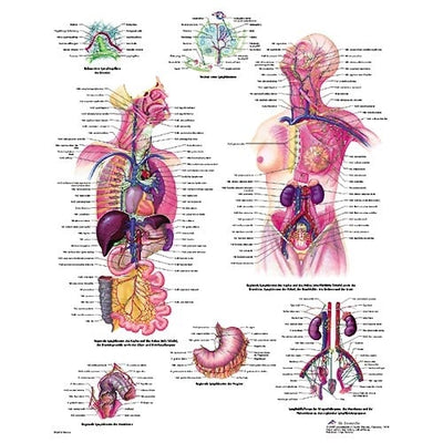Lehrtafel Das lymphatische System