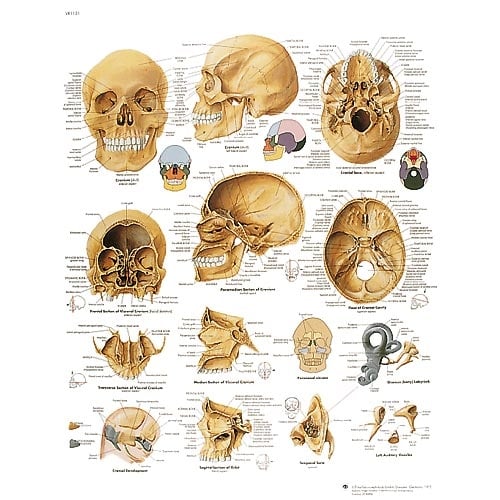 Lehrtafel Der menschliche Schädel