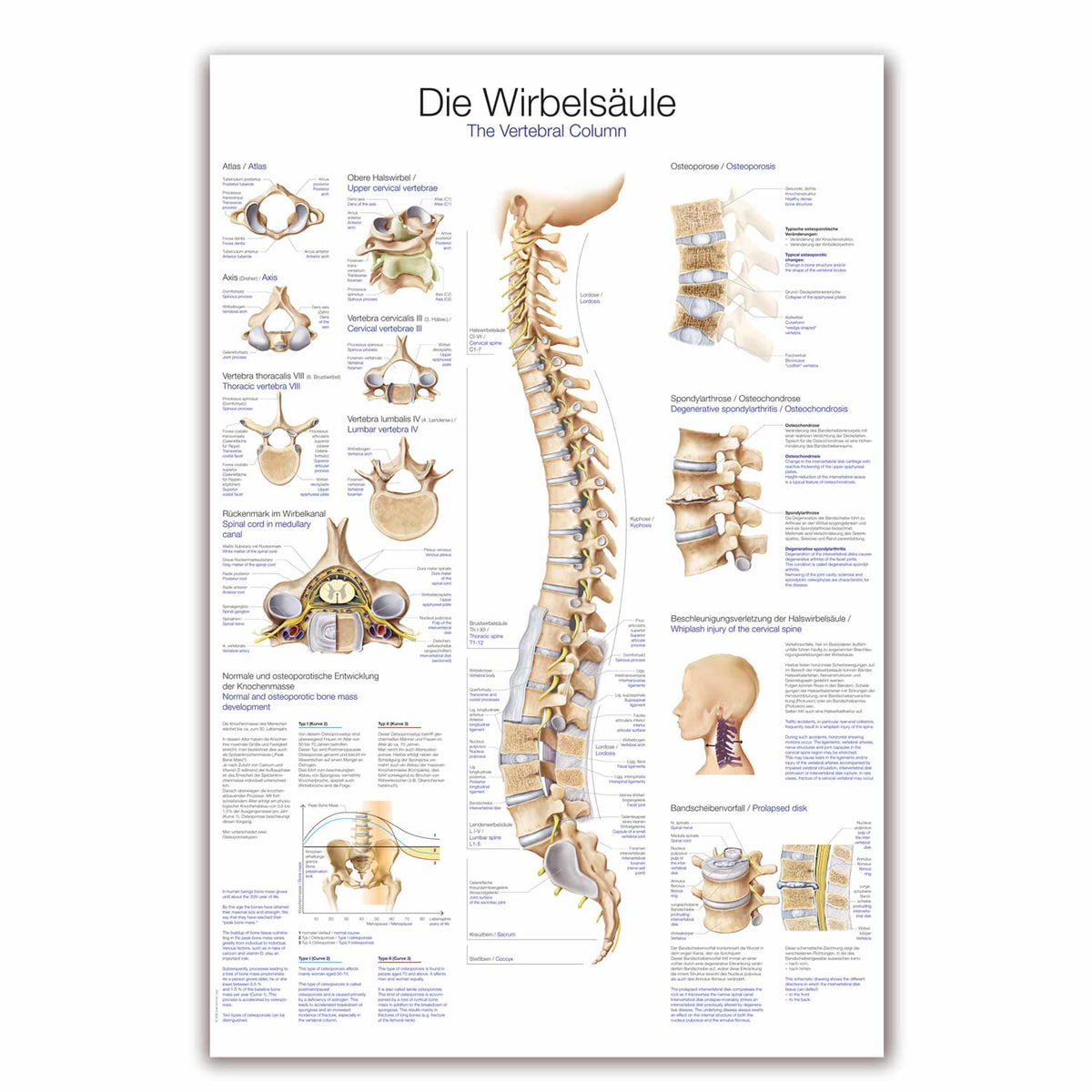 Lehrtafel Die Wirbelsäule