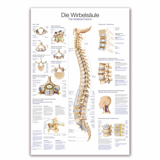 Lehrtafel Die Wirbelsäule