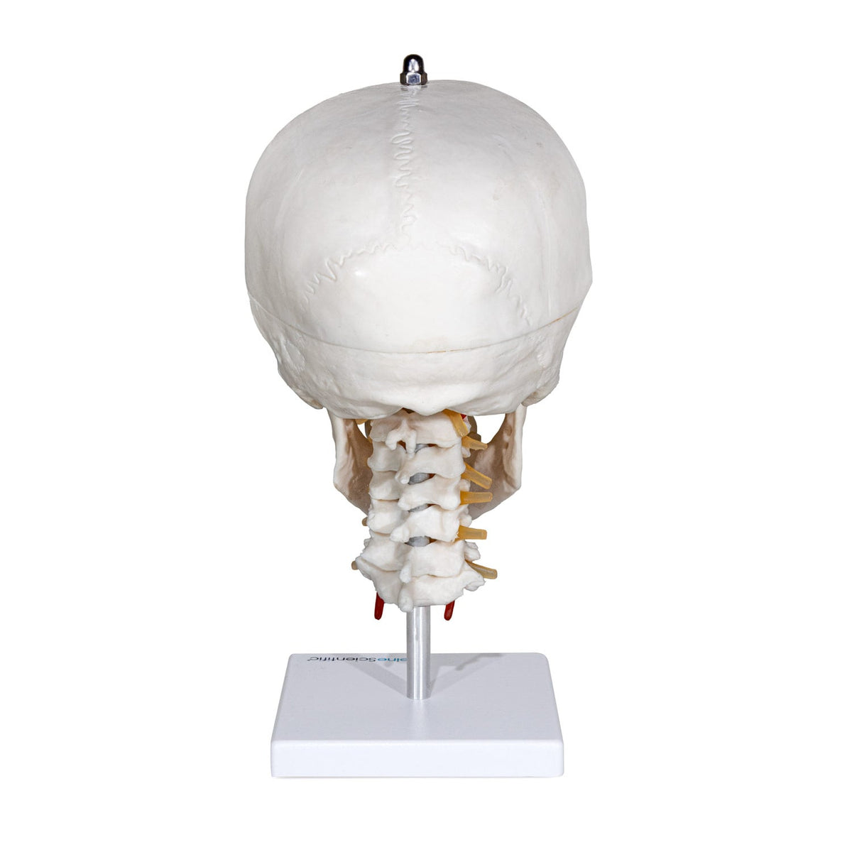 Menschlicher Schädel mit Halswirbelsäule