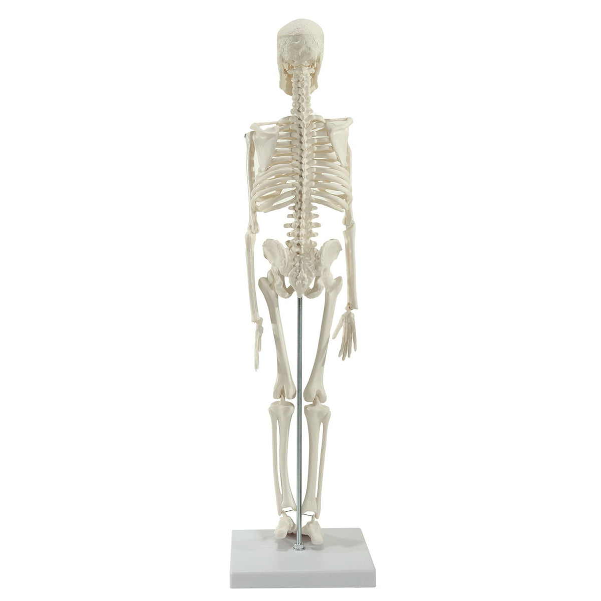 Mini-Skelett