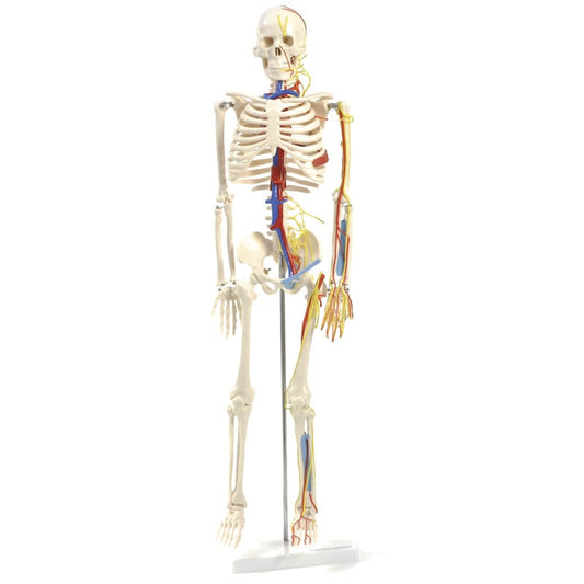 Anatomisches Skelett mit Nerven und Gefäßen