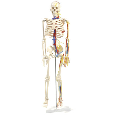 Anatomisches Skelett mit Nerven und Gefäßen