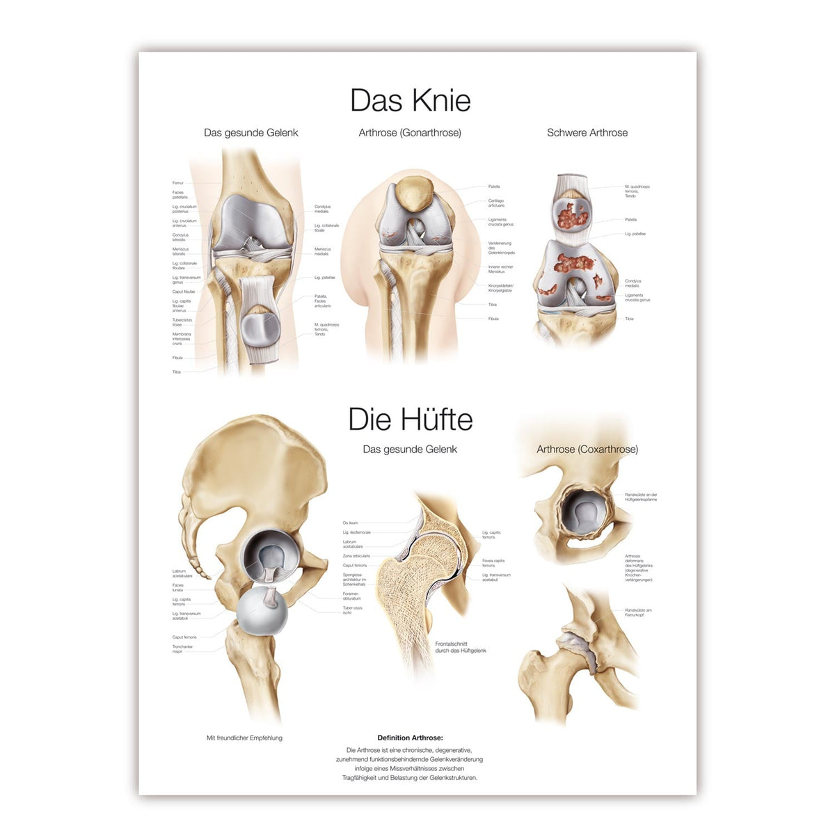 Lehrtafel Das Knie/ Die Hüfte